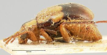 Media type: image; Entomology 18456   Aspect: habitus lateral view